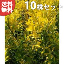 楽天市場】マサキ 生垣の通販