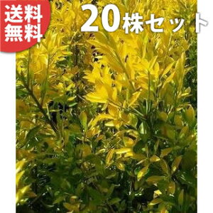 y20{Zbgz IES}TL 0.4mO 15cm|bg c c ܂ i}TLj X[p[}TL _p _ A  _ ډB