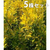 ■送料無料■【5本セット】 オウゴンマサキ 樹高0.5m前後 15cmポット 苗木 苗 おうごんまさき （黄金マサ…