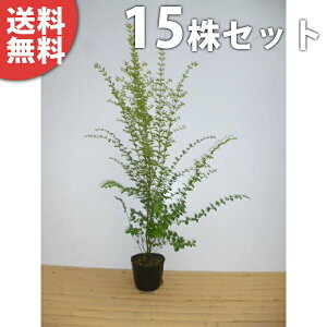 ¡‘——¿–³—¿¡y15–{ƒZƒbƒgz ƒvƒŠƒyƒbƒg Ž÷‚0.5m‘OŒã 15cmƒ|ƒbƒg ƒ|ƒbƒg“ü‚è ƒvƒŠƒxƒbƒg¶Š_ •c–Ø •c A–Ø ’ë–Ø ¶‚¯Š_ ¶Š_ –Ú‰B‚µ