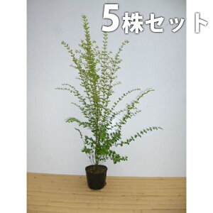 y5{Zbgz vybg 0.5mO 15cm|bg |bg vxbg_ c c A  _ _ ډB