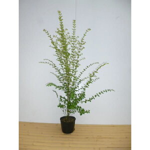 vybg 0.5mO 15cm|bg |bg vxbg_ c c A  _ _ ډB 1{iȃZbg̔܂j