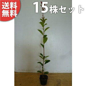 y15{Zbgz bhr 0.3mO 10.5cm|bg c c xjJi` xjJi ǂт _ _p _ A  _ ډB