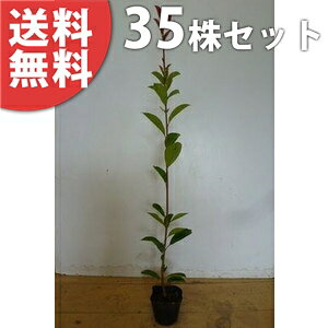 y35{Zbgz bhr 0.3mO 10.5cm|bg c c xjJi` xjJi ǂт _ _p _ A  _ ډB