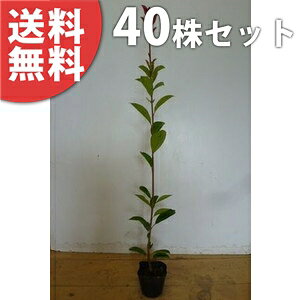 y40{Zbgz bhr 0.4mO 10.5cm|bg c c xjJi` xjJi ǂт _ _p _ A  _ ډB