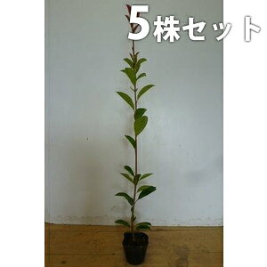 y5{Zbgz bhr 0.4mO 10.5cm|bg c c xjJi` xjJi ǂт _ _p _ A  _ ډB