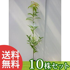 y10{Zbgz VJV 1.0mO 15cm|bg ~E 炩 |bg萶_p c c A  _ V{c[ Ύ _ ډB