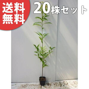 y20{Zbgz VJV 1.0mO 15cm|bg ~E 炩 |bg萶_p c c A  _ _ ډB