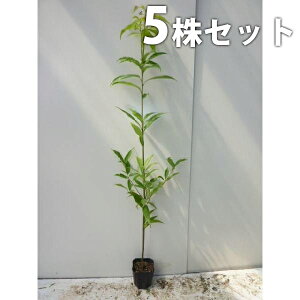 y5{Zbgz VJV 1.0mO 15cm|bg ~E 炩 |bg萶_p c c A  _ V{c[ Ύ _ ډB