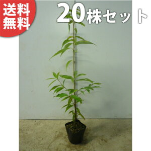 y20{Zbgz VJV 0.8mO 10.5cm|bg ~E 炩 |bg萶_p c c A  _ _ ډB