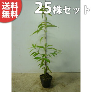y25{Zbgz VJV 0.8mO 10.5cm|bg ~E 炩 |bg萶_p c c A  _ _ ډB