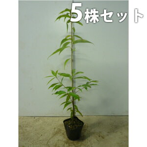 y5{Zbgz VJV 0.8mO 10.5cm|bg ~E 炩 |bg萶_p c c A  _ _ ډB