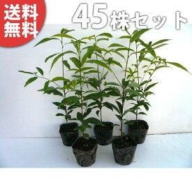 楽天市場 シラカシ セット 生垣の通販
