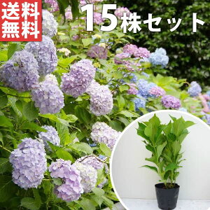 植木 あじさいの人気商品 通販 価格比較 価格 Com