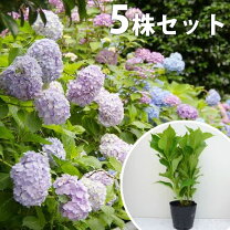 楽天市場】アジサイ セットの通販