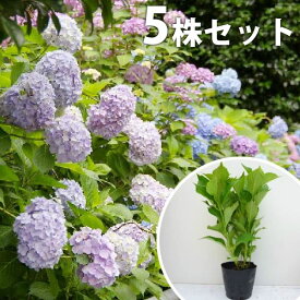 楽天市場 花 苗木の通販