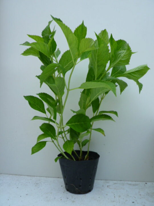 楽天市場 送料無料 5本セット アジサイ 樹高0 4m前後 15cmポット 造園用 あじさい 紫陽花 西洋アジサイ 苗木 植木 苗 庭木 生け垣 花を楽しむ木 初夏に花を咲かせる植木特集 季の香 きのか