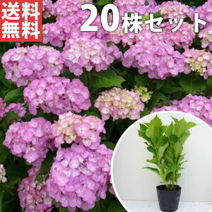 植木 あじさいの人気商品 通販 価格比較 価格 Com