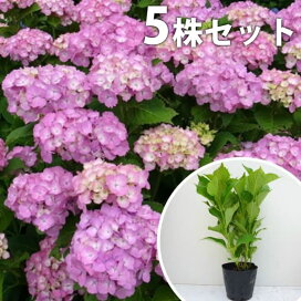 楽天市場 花を楽しむ木 初夏に花を咲かせる植木特集 季の香 きのか 楽天市場 花を楽しむ木 初夏に花を咲かせる植木特集 季の香 きのか