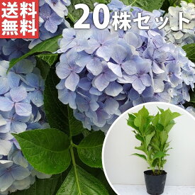 楽天市場 青 紫陽花 苗の通販