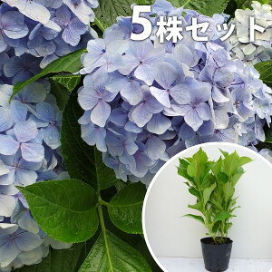 y5{Zbgz AWTCij 0.3mO 15cm|bg  AI  z mAWTC c c A  _ Ԃyޖ ĂɉԂ炩AؓW