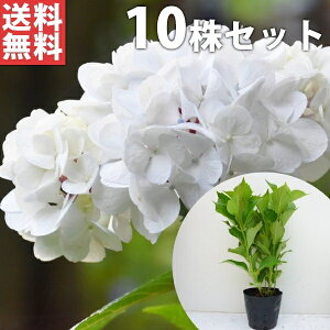 y10{Zbgz AWTCij 0.3mO 15cm|bg  V  z mAWTC c c A  _ Ԃyޖ ĂɉԂ炩AؓW