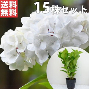 y15{Zbgz AWTCij 0.3mO 15cm|bg  V  z mAWTC c c A  _ Ԃyޖ ĂɉԂ炩AؓW
