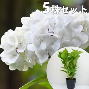 y5{Zbgz AWTCij 0.3mO 15cm|bg  V  z mAWTC c c A  _ Ԃyޖ ĂɉԂ炩AؓW