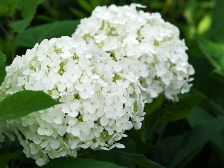 楽天市場 アジサイ 白 樹高0 3m前後 15cmポット 白花 シロ あじさい 紫陽花 西洋アジサイ 苗木 植木 苗 庭木 生け垣 花を楽しむ木 初夏に花を咲かせる植木特集 お得なセット販売もございます 季の香 きのか 楽天市場 アジサイ 白 樹高0 3m前後 15cmポット 白花 シロ あじさい 紫陽花 西洋アジサイ 苗木 植木 苗 庭木 生け垣 花を楽しむ木 初夏に花を咲かせる植木特集 お得なセット販売もございます 季の香 きのか