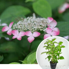 楽天市場 ヒメ アジサイ 苗の通販