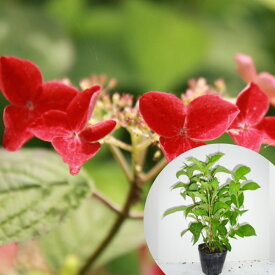 楽天市場 紫陽花 紅の通販