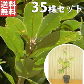 楽天市場 生垣 イチイの通販