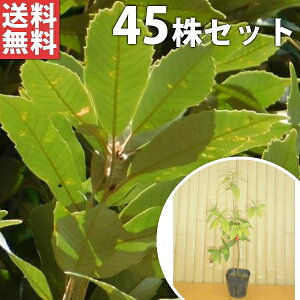 y45{Zbgz C`CKV 0.5mO 10.5cm|bg (ʊ~ Vmj) c c A  _ _ ډB