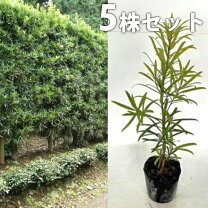 楽天市場】槇（植木｜ガーデニング・農業）：花・ガーデン・DIYの通販