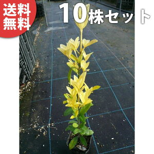 y10{Zbgz IES}TL 0.3mO 10.5cm|bg c c ܂ i}TLj X[p[}TL _p _ A  _ ډB