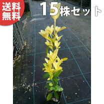 楽天市場】黄金 マサキ 生垣の通販