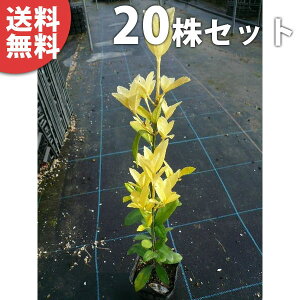 y20{Zbgz IES}TL 0.3mO 10.5cm|bg c c ܂ i}TLj X[p[}TL _p _ A  _ ډB
