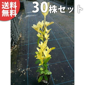 y30{Zbgz IES}TL 0.3mO 10.5cm|bg c c ܂ i}TLj X[p[}TL _p _ A  _ ډB