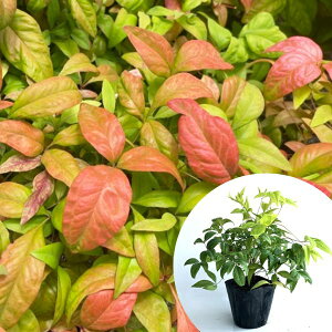 y40{Zbgz I^tNie 0.15mO 10.5cm|bg ӂV V Ⴂ_OhJo[ c c A  _ EOhJo[ ؁E