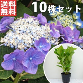 楽天市場 ガクアジサイの通販