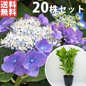 y20{Zbgz KNAWTC 0.3mO 15cm|bg FwȂ zz  z c c A  _ Ԃyޖ ĂɉԂ炩AؓW