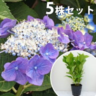 ■送料無料■【5本セット】 ガクアジサイ 樹高0.2m前後 15cmポット 色指定なし 額紫陽花 がくあじさい 額…