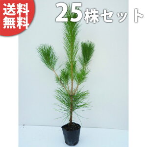 y25{Zbgz N}c 0.8mO 10.5cm|bg  ܂ c c ̖ A  _ V{c[ Ύ
