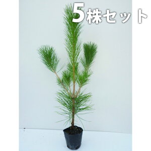庭木 松 盆栽 植木の人気商品 通販 価格比較 価格 Com