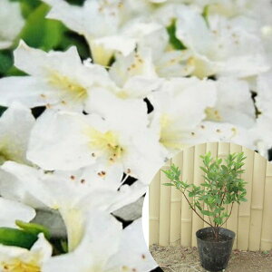 NccWij 0.25mO 13.5cm|bg văccW  c c A  _ Ԃyޖ tɉԂ炩AؓW 1{iȃZbg̔܂j