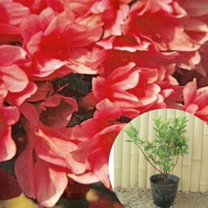 y15{Zbgz NccWisNj 0.25mO 13.5cm|bg văccW  c c A  _ Ԃyޖ tɉԂ炩AؓW
