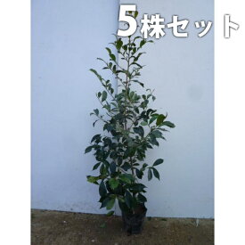 楽天市場 榊 苗の通販