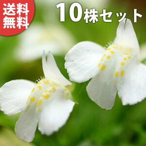 y10|bgZbgz TMSPEVoiTMSP 9cm|bg ԃTMSP  c c A  _ EOhJo[