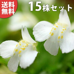 y15|bgZbgz TMSPEVoiTMSP 9cm|bg ԃTMSP  c c A  _ EOhJo[