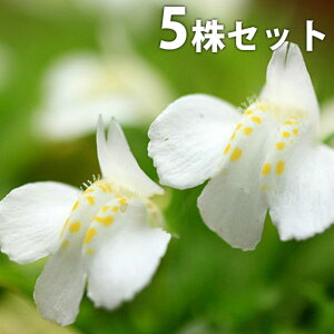 y5|bgZbgz TMSPEVoiTMSP 9cm|bg ԃTMSP  c c A  _ EOhJo[